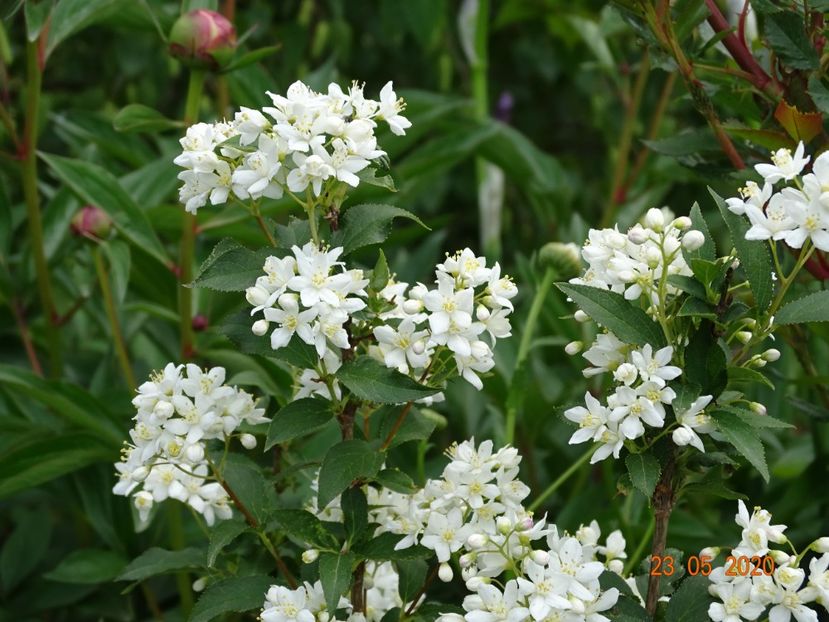 deutzia lemoinei - Dobarland 2020 3