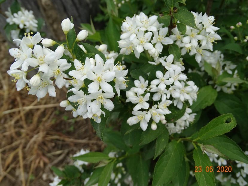 deutzia lemoinei - Dobarland 2020 3