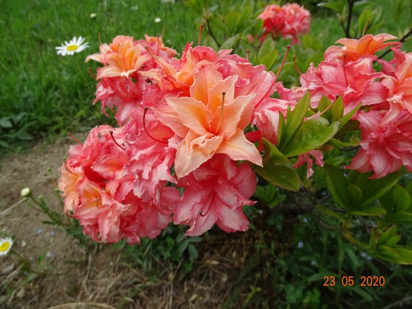 azalea Corneille - Dobarland 2020 3
