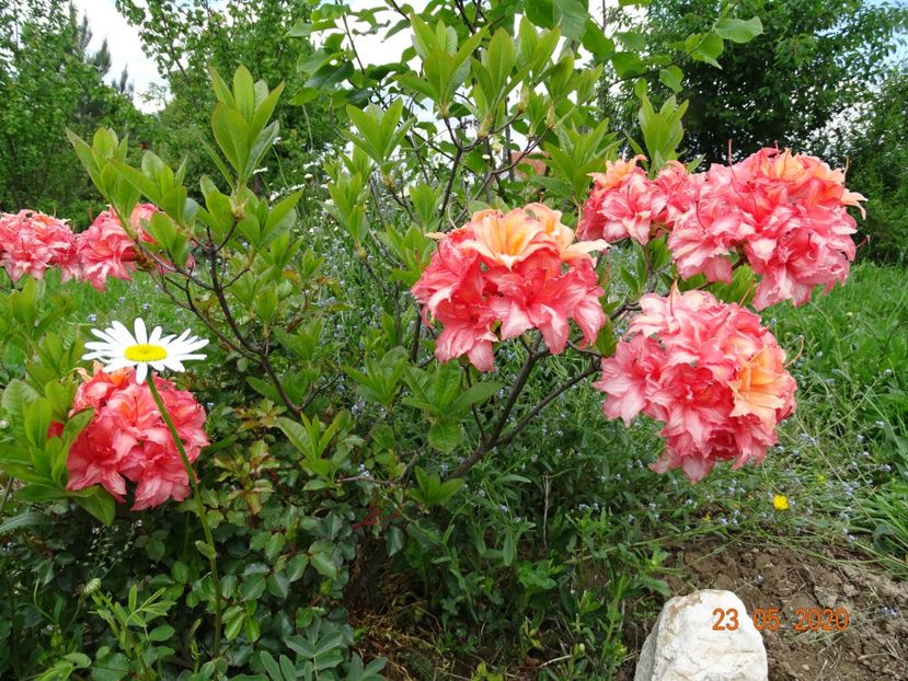 azalea Corneille - Dobarland 2020 3