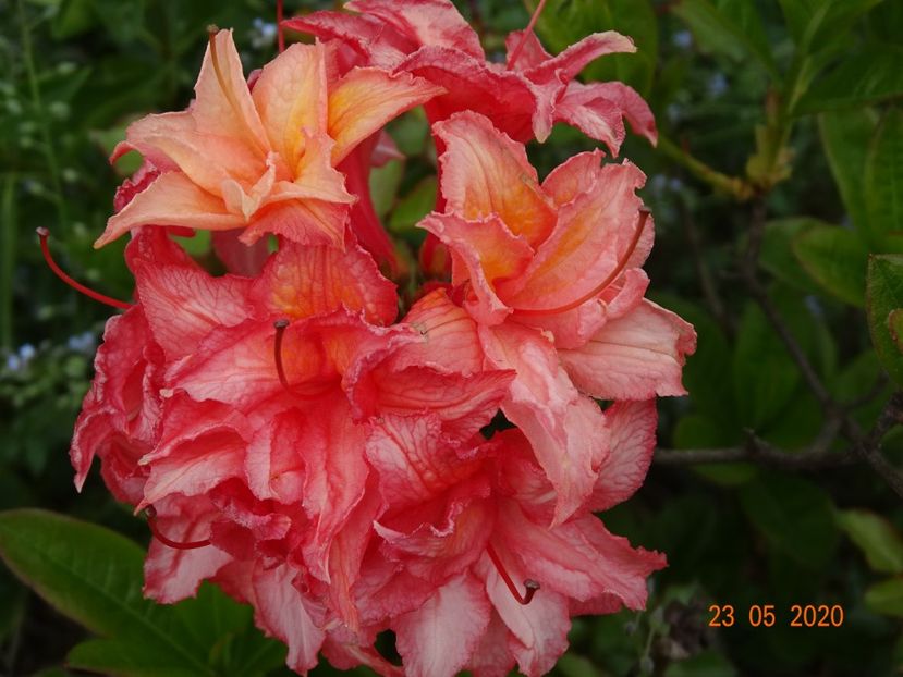 azalea Corneille - Dobarland 2020 3