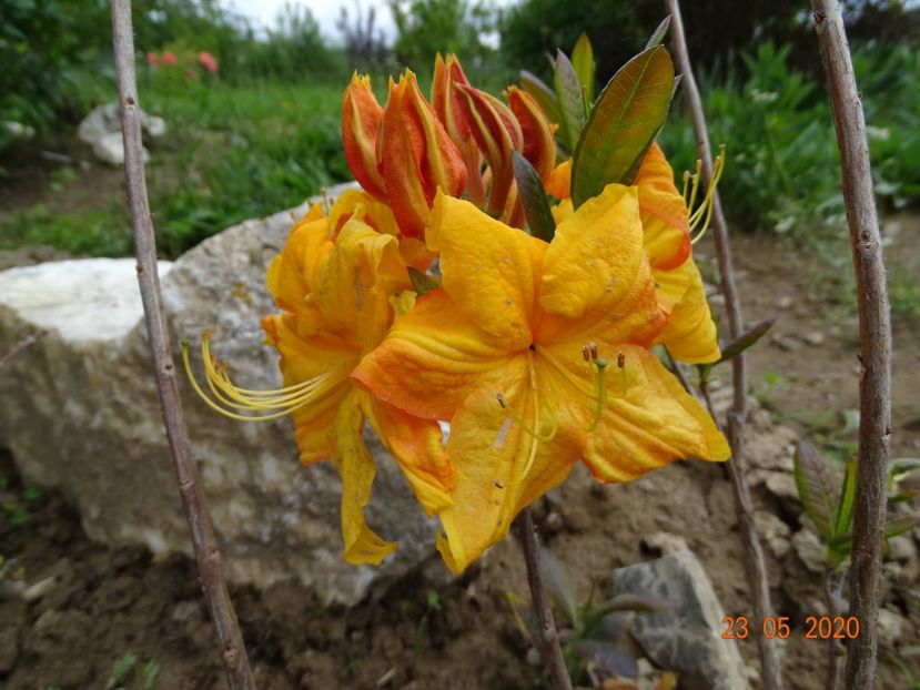 azalea Klondyke - Dobarland 2020 3