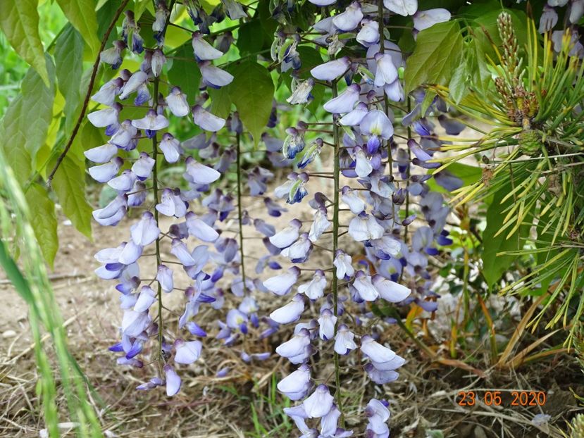 wisteria - Dobarland 2020 3