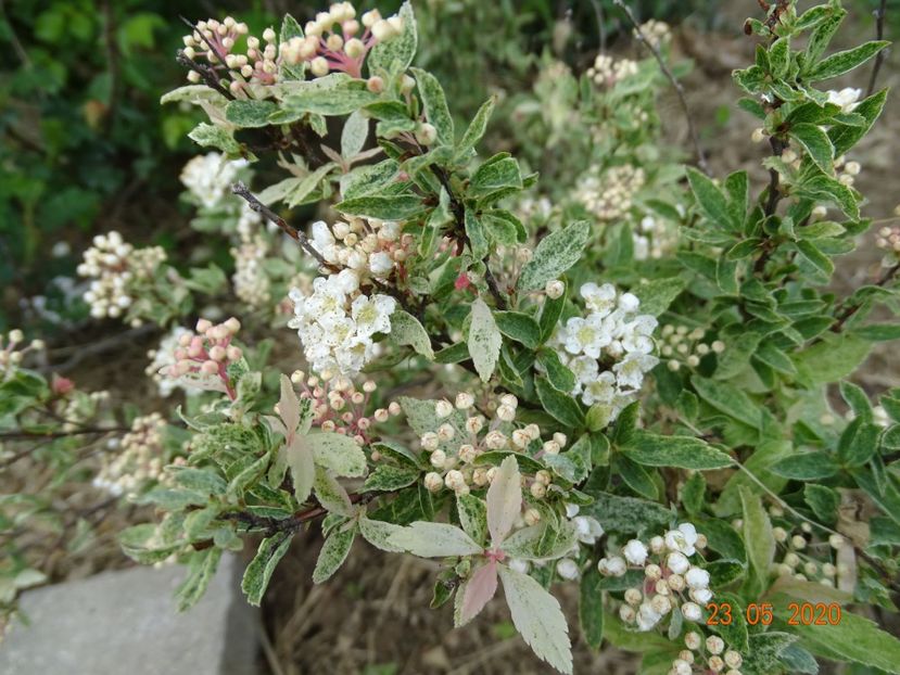 spiraea Pink Ice - Dobarland 2020 3