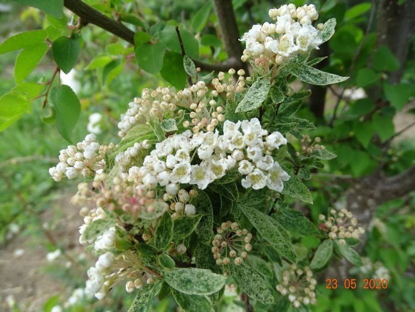 spiraea Pink Ice - Dobarland 2020 3