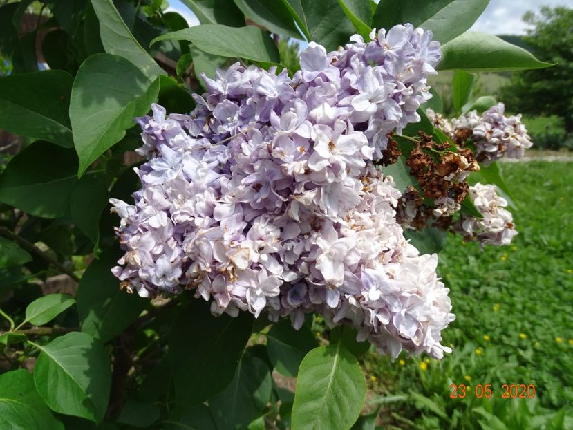 syringa Nadezhda - Dobarland 2020 3