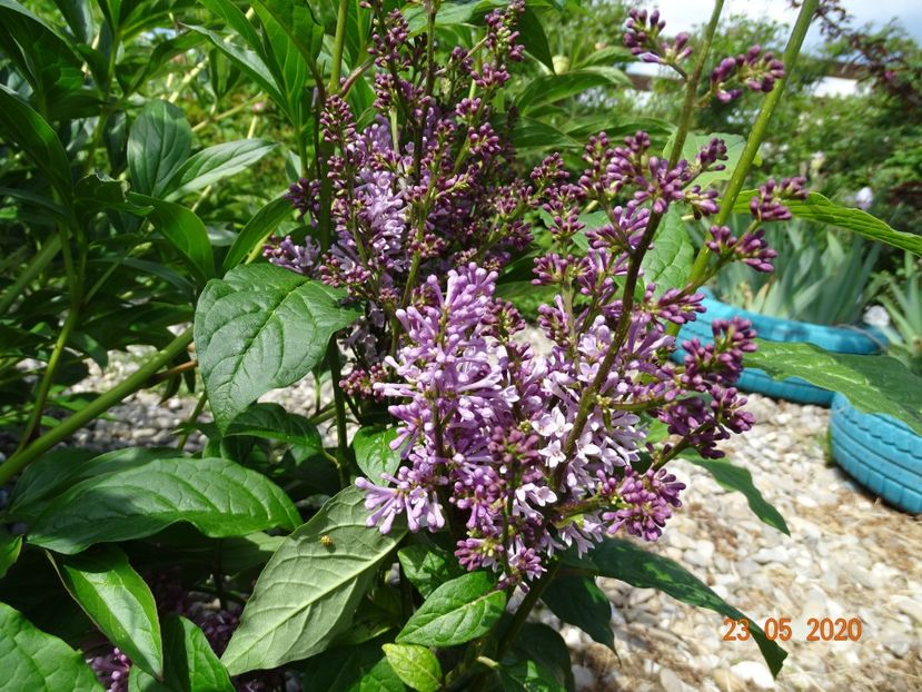 syringa Minuet - Dobarland 2020 3
