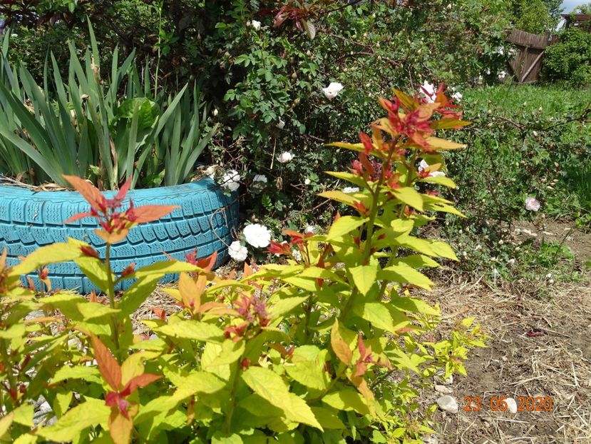 spiraea Goldflame - Dobarland 2020 3