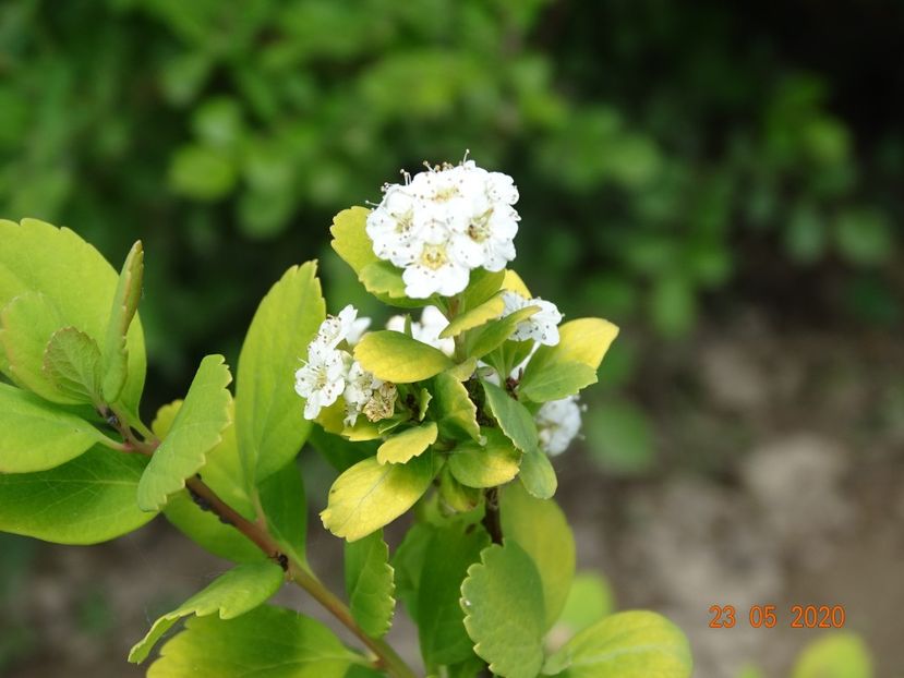 spiraea Tor Gold - Dobarland 2020 3