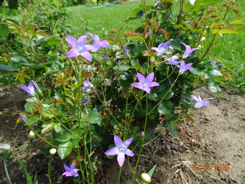 campanula patula - Dobarland 2020 3
