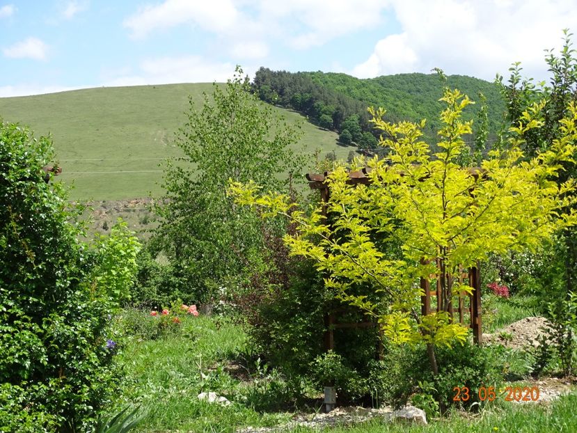 gleditsia Sunburst - Dobarland 2020 3