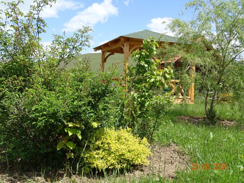 spiraea Golden Princess - Dobarland 2020 3