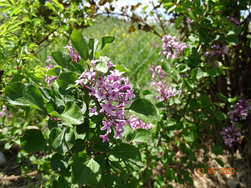 syringa Red Pixie - Dobarland 2020 3