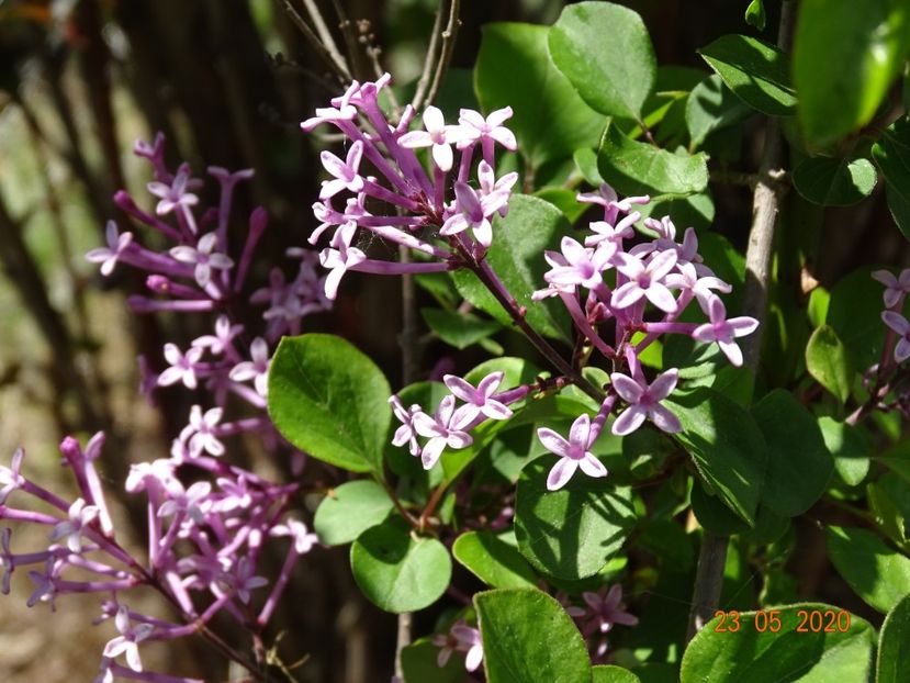 syringa Red Pixie - Dobarland 2020 3