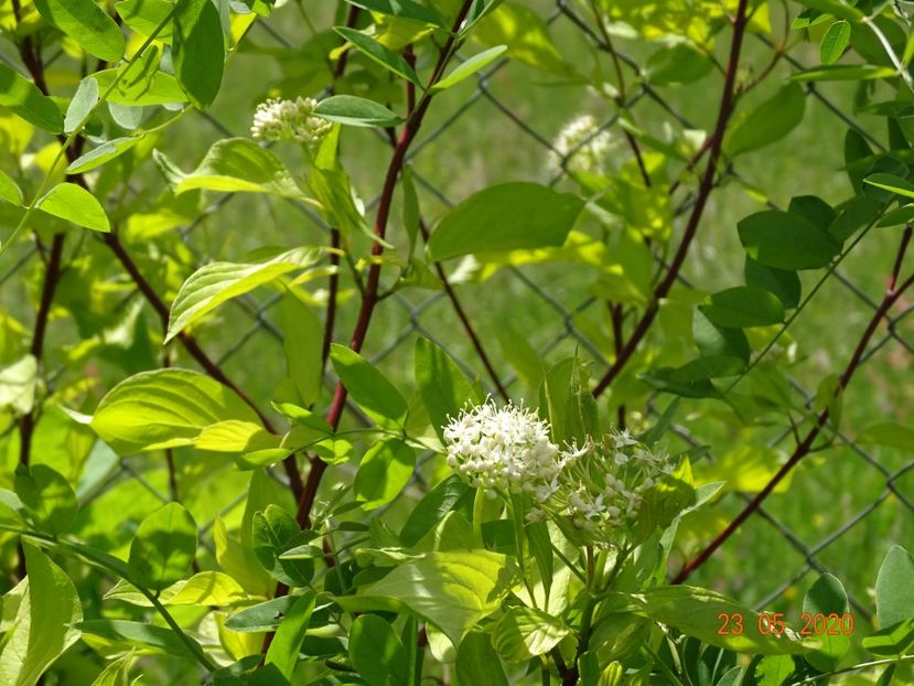 cornus alba Aurea - Dobarland 2020 3
