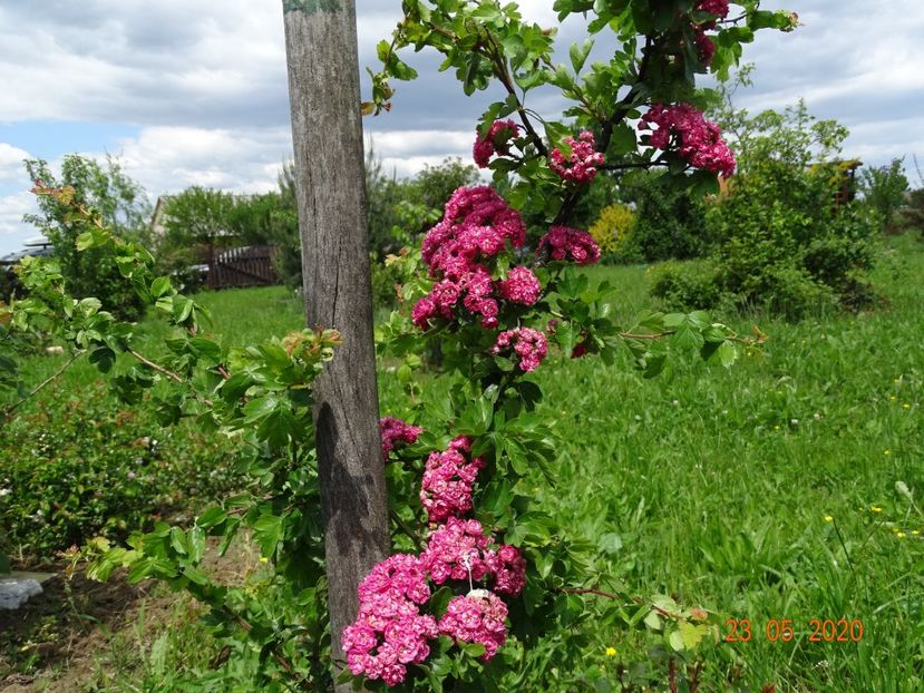 crataegus Paul Scarlet - Dobarland 2020 3