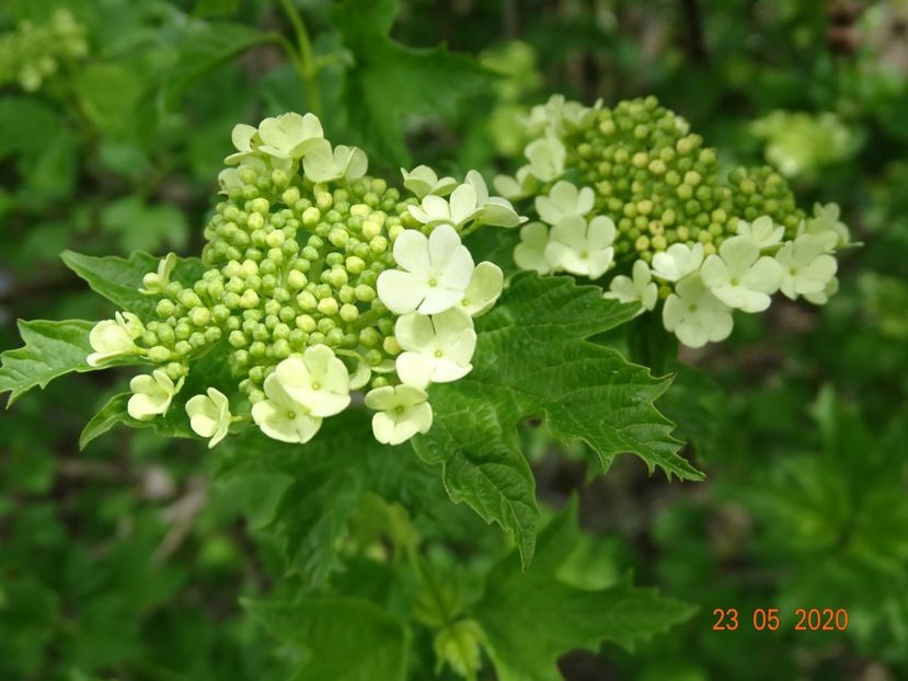 viburnum xanthocarpum - Dobarland 2020 3