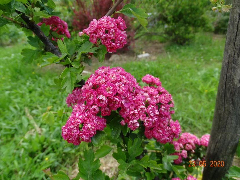 crataegus Paul Scarlet - Dobarland 2020 3
