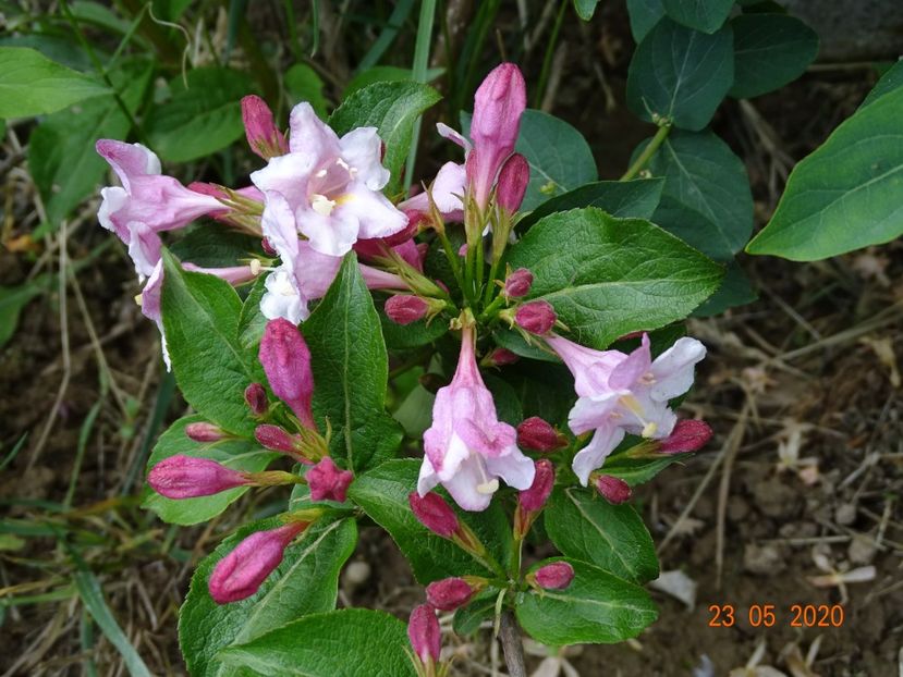 weigela florida - Dobarland 2020 3