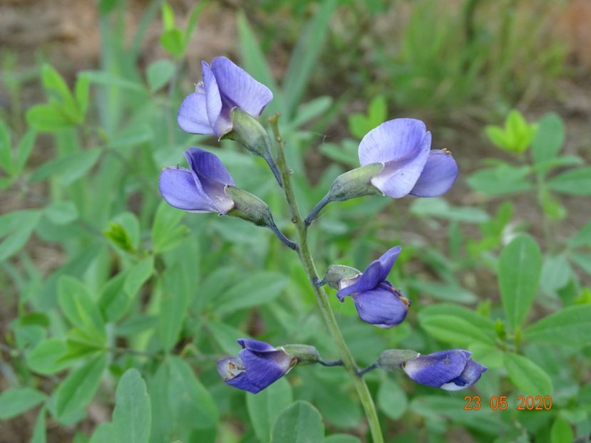 baptisia Purple Smoke - Dobarland 2020 3