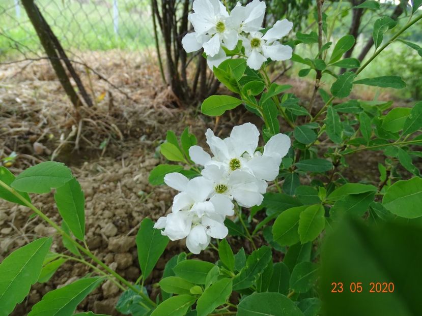 exochorda The Bride - Dobarland 2020 3