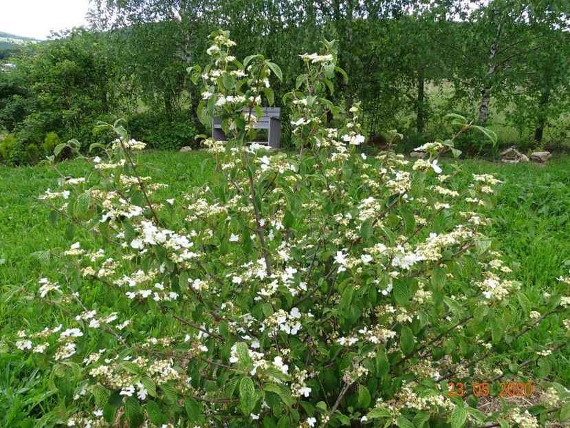 viburnum tomentosum - Dobarland 2020 3