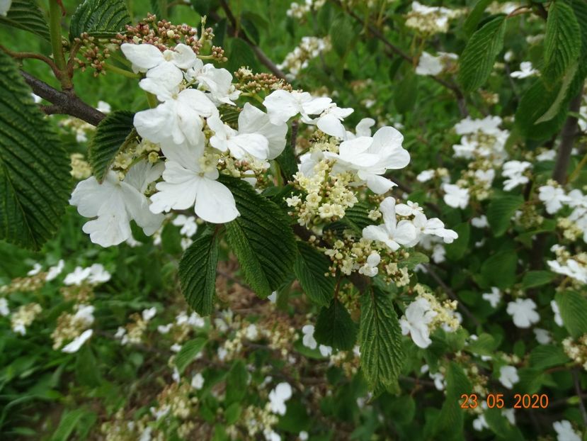 viburnum tomentosum - Dobarland 2020 3