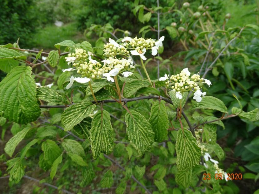 viburnum tomentosum - Dobarland 2020 3