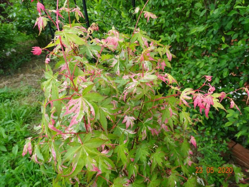 acer palm. Asahi-Zuru - Dobarland 2020 3