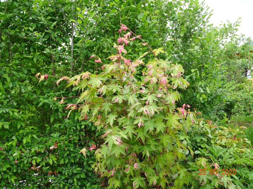 acer palm. Asahi-Zuru - Dobarland 2020 3