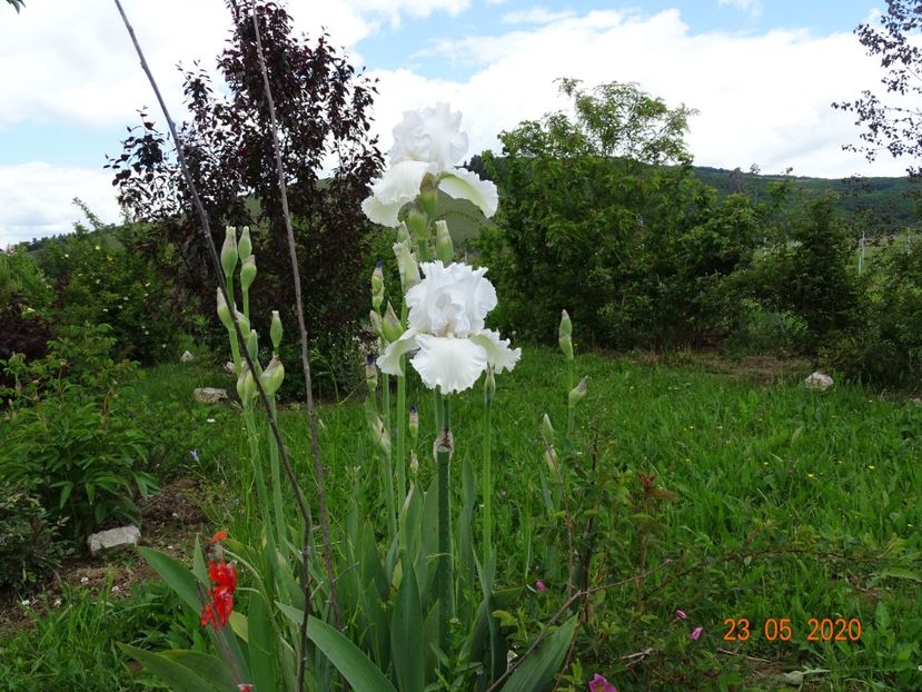 iris Lacy Snowflake - Dobarland 2020 3