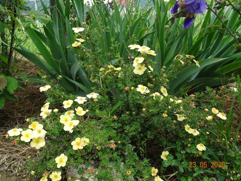 potentilla Sunset - Dobarland 2020 3