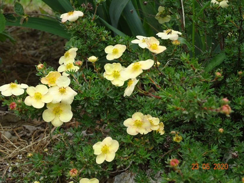 potentilla Sunset - Dobarland 2020 3