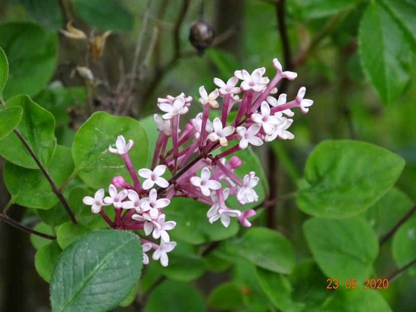 syringa Josee - Dobarland 2020 3