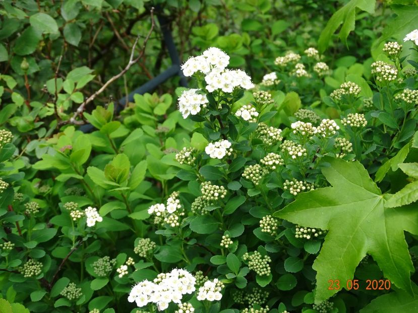spiraea betulifolia Tor - Dobarland 2020 3