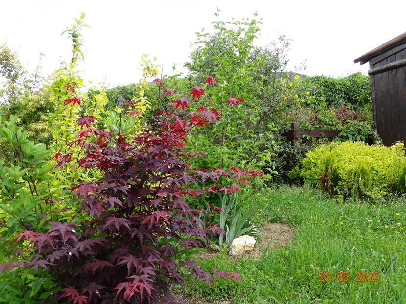 acer palmatum Trompenburg - Dobarland 2020 3