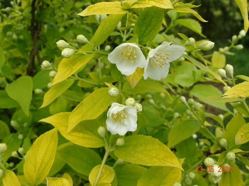 philadelphus Aureus - Dobarland 2020 3