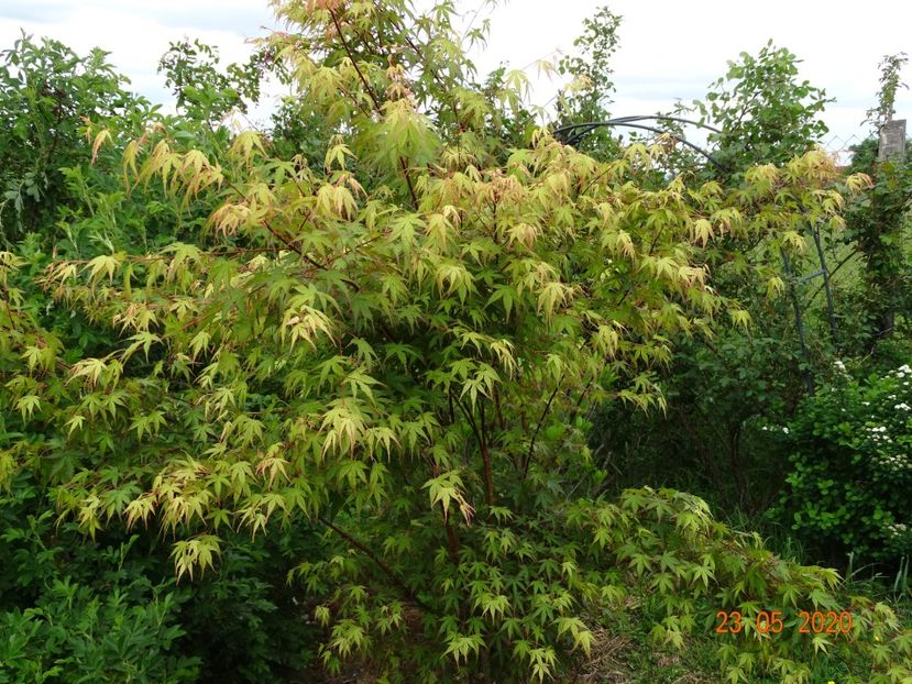 acer palmatum de la mizil - Dobarland 2020 3