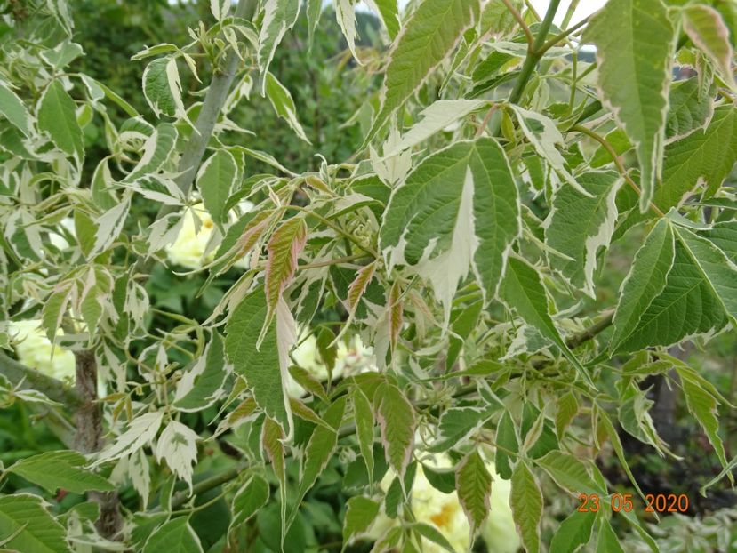 acer negundo Flamingo - Dobarland 2020 3