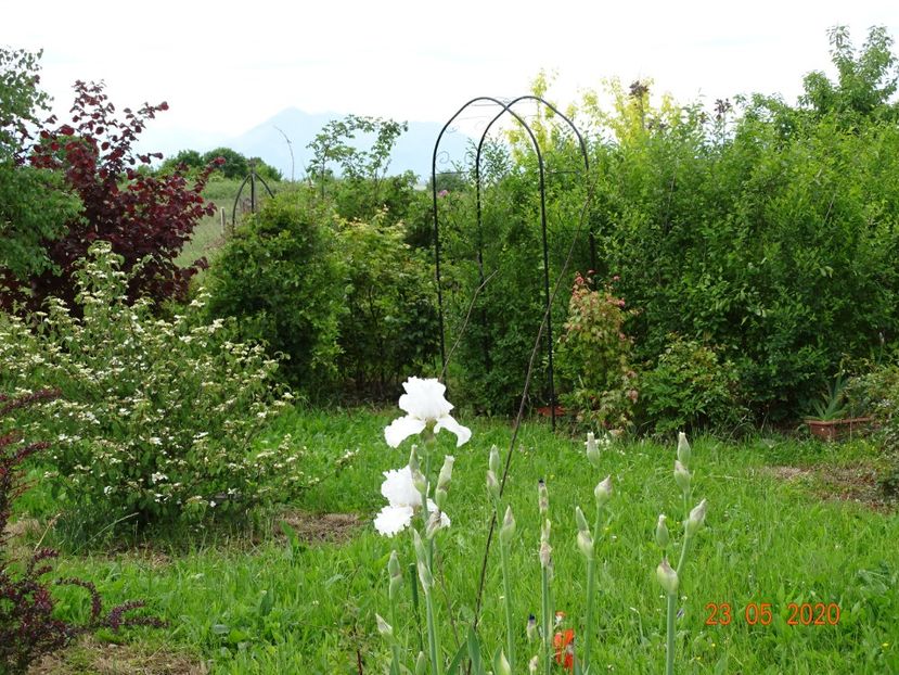 irisi Laced Cotton - Dobarland 2020 3