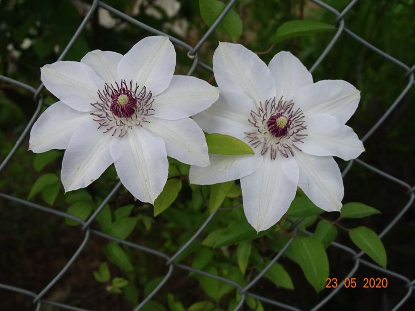 clematis Miss Bateman - Dobarland 2020 3