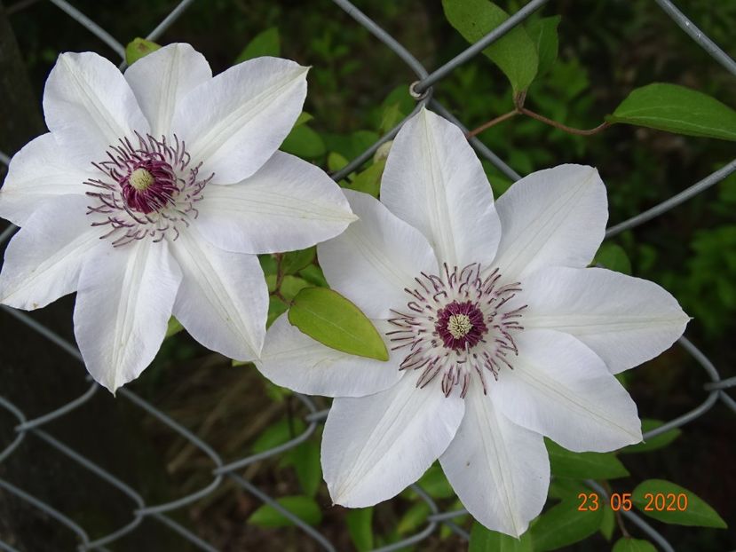 clematis Miss Bateman - Dobarland 2020 3