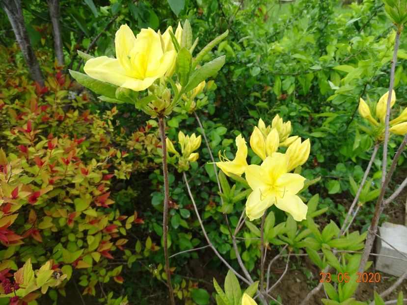 azalea Goldtopas - Dobarland 2020 3