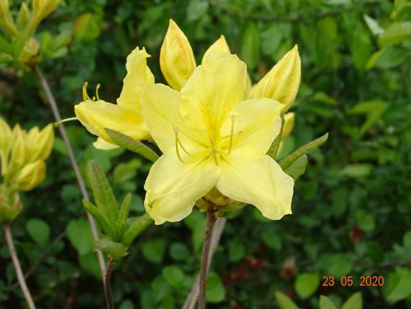 azalea Goldtopas - Dobarland 2020 3