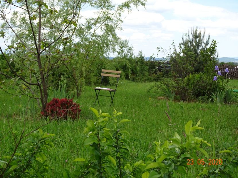 salix babylonica si berberis Admiration - Dobarland 2020 3