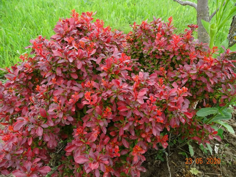 berberis Admiration - Dobarland 2020 3