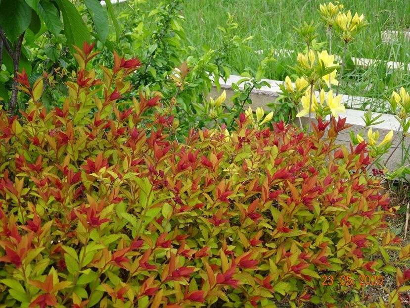 spiraea Magic Carpet - Dobarland 2020 3