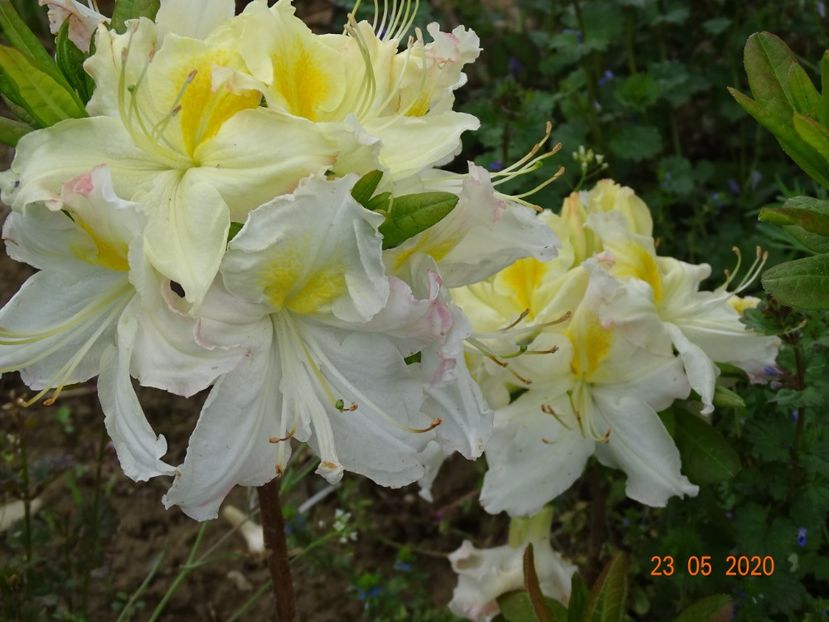 azalea Oxydol - Dobarland 2020 3