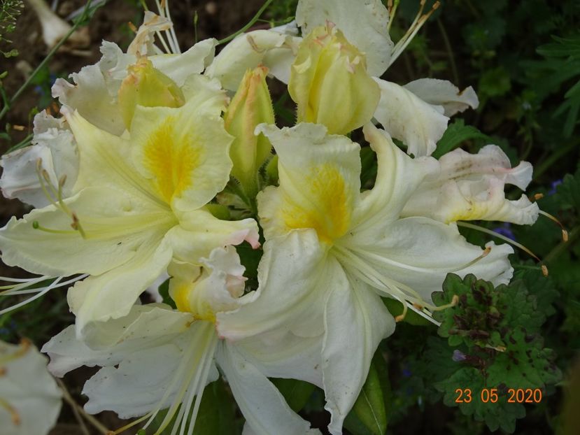 azalea Oxydol - Dobarland 2020 3