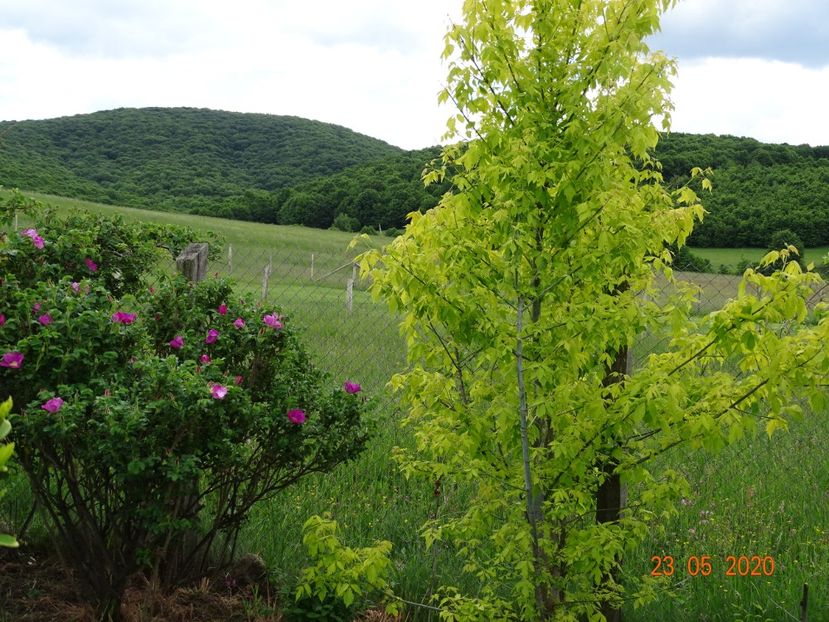 acer negundo Kelly's Gold - Dobarland 2020 3